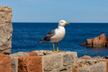 Sardinien, Perle im Mittelmeer