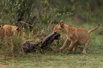 Fototapeta na wymiar Lion cubs playing with parts of a buffalo kill at Masai Mara, Kenya