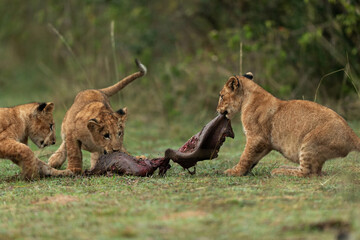 Obraz na płótnie Canvas Lion cubs playing with parts of a buffalo kill at Masai Mara, Kenya