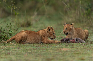 Lion cubs playing with a peace of buffalo kill at Masai Mara, Kenya