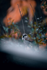 Spatz