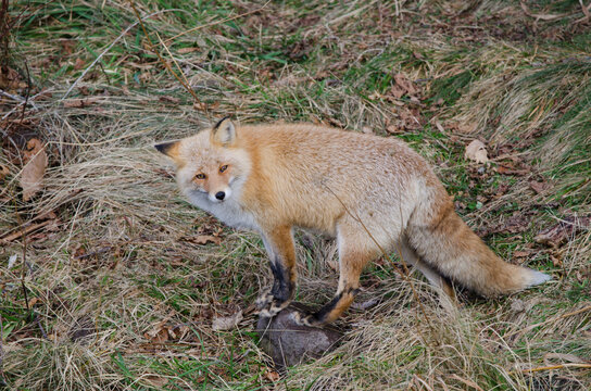 Ezo Red Fox