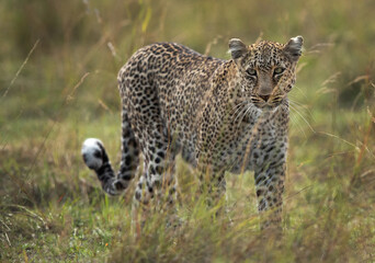 Portrait of a leopard at  Masai Mara, Kenya