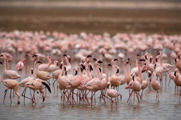 Fototapeta premium Lesser Flamingos at Amboseli national park, Kenya