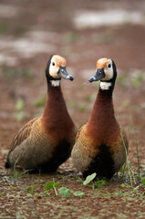 A pair of White-faced whistling duck, Amboseli national park, Kenya