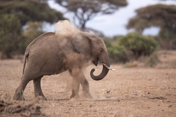 A elephant dust bathing at Amboseli Nationa park, Masai Mara