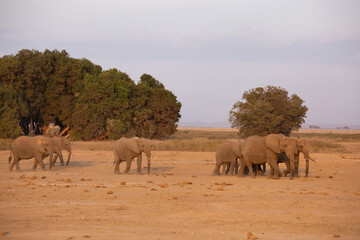 A herd of elephants moving in Ambosli national park, Kenya