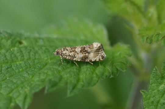Closeup on the small dark strawberry tortrix moth, Celypha lacunana, sitting in green vegetation