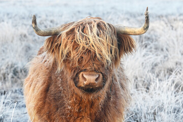 Portret of a young Scottish Highlander Cow looks at you in a natural winter landscape