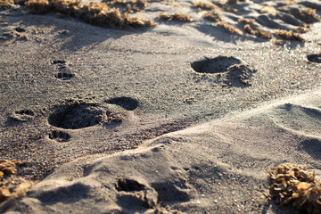 Footprint and paw print of dog on the beach.