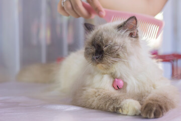 himalayan cat is being combed. cat grooming