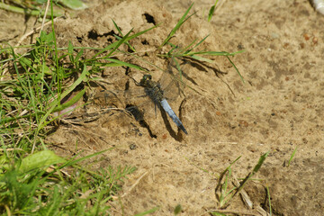 Closeup on a Black tailed skimmer,Orthetrum cancellatum, sitting on the ground