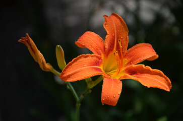 Obraz premium Orange Day Lily (Hemerocallis fulva) in waterdrops against natural dark background in the garden. Close up photo. Growing flower gardening concept.