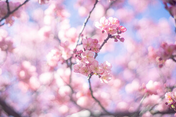 Fototapeta premium 河津桜