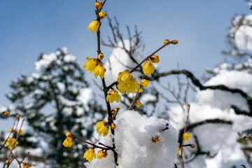 冬の北陸・金沢旅行で人気の雪が積もった兼六園