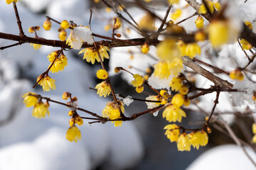 冬の北陸・金沢旅行で人気の雪が積もった兼六園