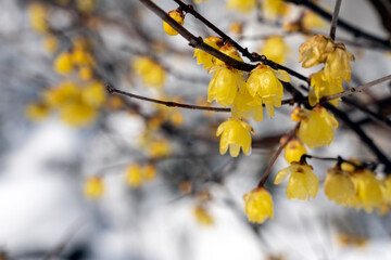 冬の北陸・金沢旅行で人気の雪が積もった兼六園