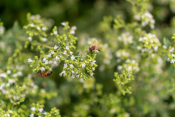 Weiß blühender Oreganostrauch mit einigen Bienen auf den Blüten