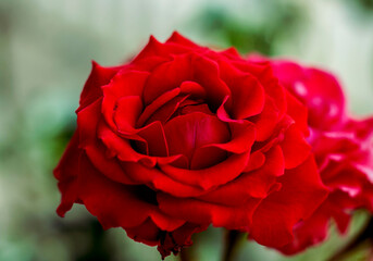 Rosa roja en primer plano