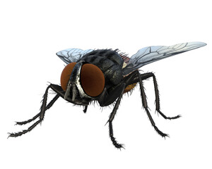 Fliege, png, Hintergrund transparent, makro, flügel, isoliert, haarig, stubenfliege, auge