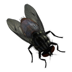 Fliege, png, Hintergrund transparent, makro, fl&uuml;gel, isoliert, haarig, stubenfliege, auge