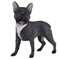 Französische Bulldogge, stehend, grau weiss png