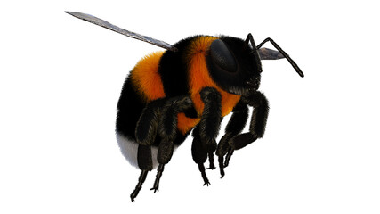 Hummel, Rot, Hintergrund  transparent png