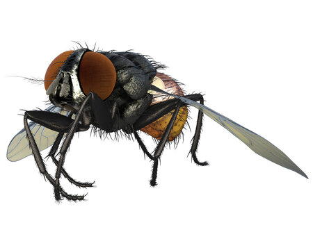 Fliege im Flug png, Hintergrund transparent 
