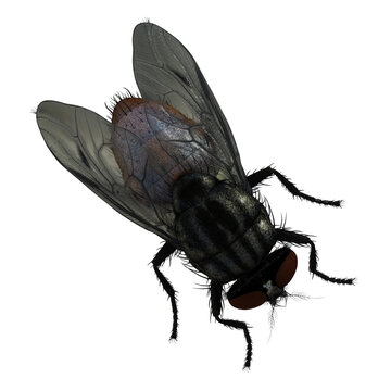 Fliege, png, Hintergrund transparent, makro, fl&uuml;gel, isoliert, haarig, stubenfliege, auge