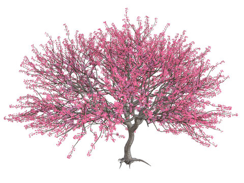 Kirschblüten Baum, Baum, Blüten, Frühling pink, rosarote , png