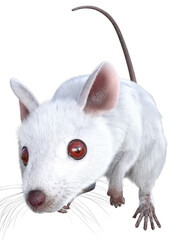  Maus, weiss,  rote Augen, png 