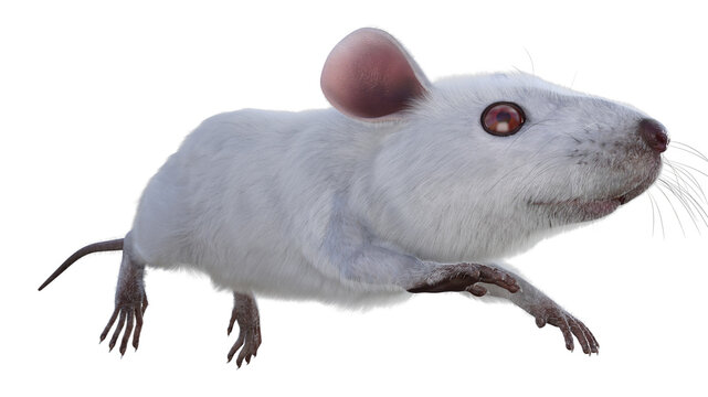 Maus, weiss, 3d rote Augen, png, tier, isoliert, nager, fell, haustier, transparenter  Hintergrund, cartoon 