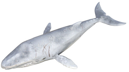 Wal, 3d, png, fisch, weiß, isoliert, grau, raubtier, ozean, säugetier