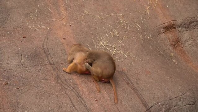 Monkey looks for something in the fur of another monkey. Macaques look for fleas. Funny monkeys rest on the rocks.