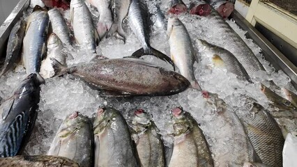 Closeup of fresh fishes arranged on ice rack display in fish shop