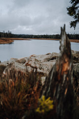 View of the Oder pond in the Harz Mountains in autumn. The Oder was dammed here by the historic dam and lies idyllically in the forest. In the foreground are stones and a rotten tree stomp.