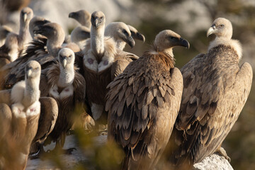 Griffon Vultures in Gorges du Verdon