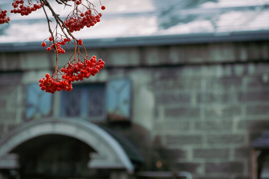 redberrytrees and old warehouses in the snow - Otaru Hokkaido Japan