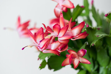 Close up on the Schlumbergera flower with red petals on the white background.