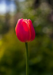 Fototapeta premium Single beautiful tulip close-up on natural plant background.