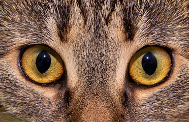 Naklejka na ściany i meble A close-up of a cat's eyes