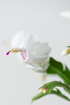 Schlumbergera flower on the white background.