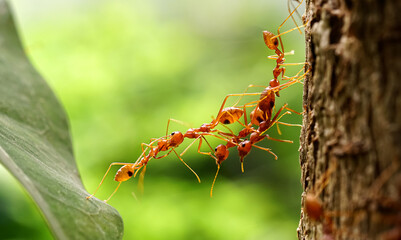 Ant bridge unity team, Ants help to carry food, Concept team work together. Red ants teamwork....