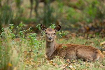 sitting roe deer in the early evening