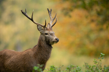 Naklejka na ściany i meble The red deer is one of the largest deer species. The red deer inhabits most of Europe