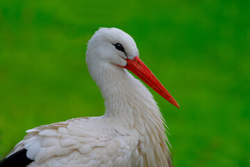 portrait of a stork on a green background in the wild