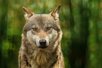 portrait of a gray wolf in the forest