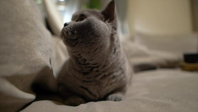 S&uuml;sse Katze sitzt auf Couch und fokusiert ihr Spielzeug