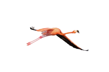 Foto op Plexiglas anti-reflex flamingo volando fondo transparente © Mauricio López