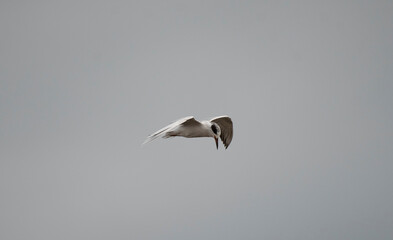 Forster's Tern